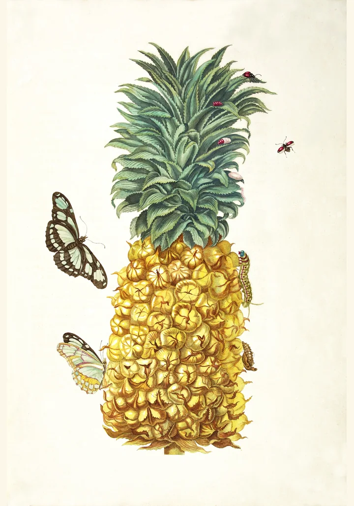 Planșă veche, colorată, cu un ananas copt, galben, cu o coroană de frunze verzi, înconjurat de fluturi și insecte