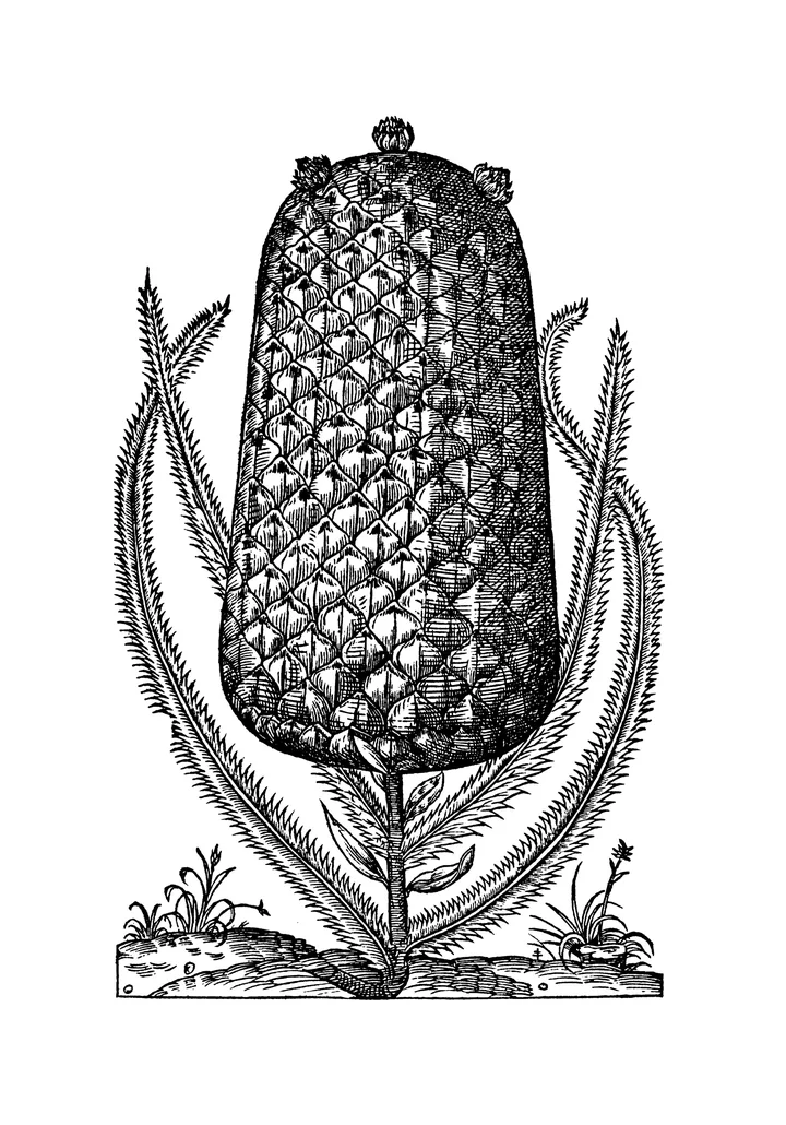 Gravură veche, în alb-negru, cu un fruct de ananas înalt, acoperit cu solzi, între frunze lungi, dințate, pe un petic de pământ