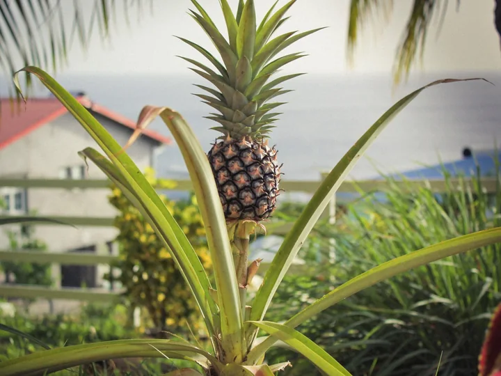 Plantă de ananas cu un fruct tânăr, cu coroană de frunze în vârf, între frunze lungi și înguste, într-o grădină cu o casă și marea în fundal