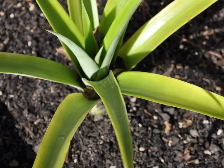 Centrul rozetei unei plante tinere de ananas, cu frunze lungi, verzi, pe un sol negru, afânat