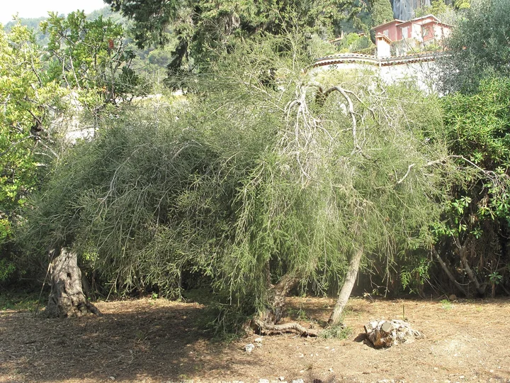 Arbore de ceai cu ramuri subțiri, plecate în jos, și frunziș fin, verde-cenușiu, într-o grădină din Franța