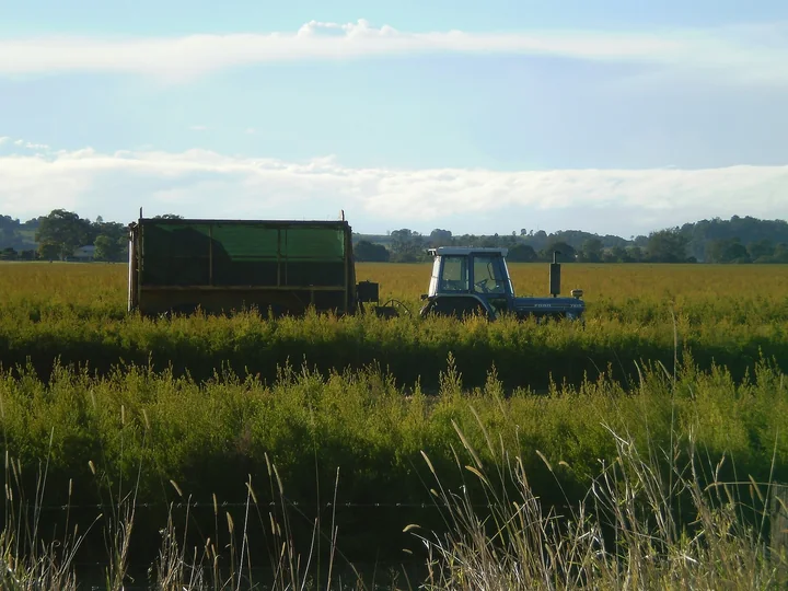 Plantație de arbori de ceai tăiați jos, cu un tractor și o remorcă în fundal, sub un cer cu nori, la Coraki, în Australia