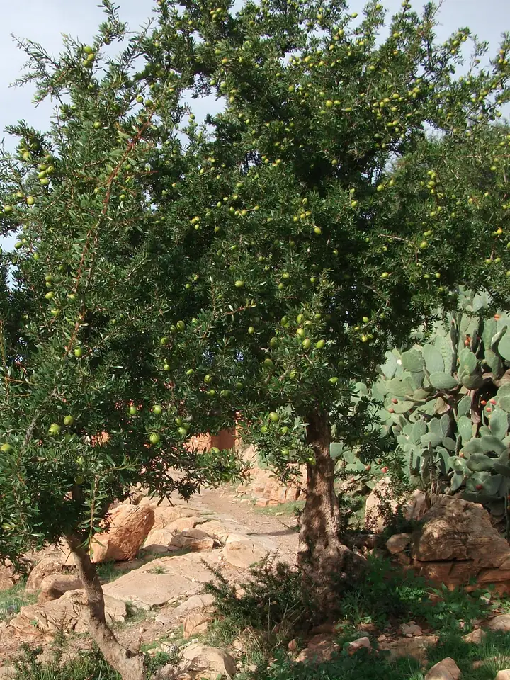 Arbore de argan cu coroana deasă, plină de fructe ovale, verzui, între frunze mici, lângă pietre și un cactus