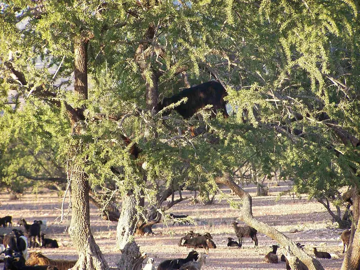 Capră neagră urcată într-un arbore de argan cu frunziș des, în timp ce alte capre stau pe pământul uscat, dedesubt