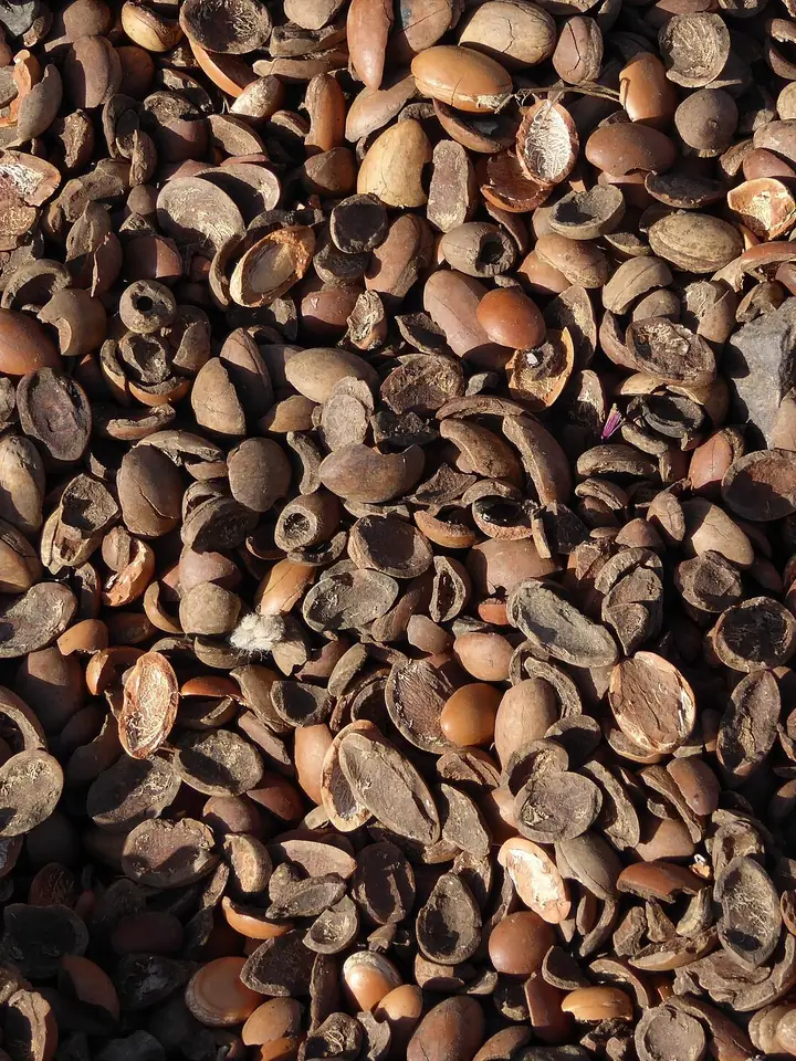 Grămadă de nuci de argan brune și de fragmente din cojile lor tari, sparte