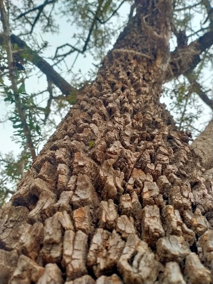Trunchi noduros de argan, cu scoarța crăpată în plăci, văzut de jos, cu ramuri și frunze mici pe fundalul cerului
