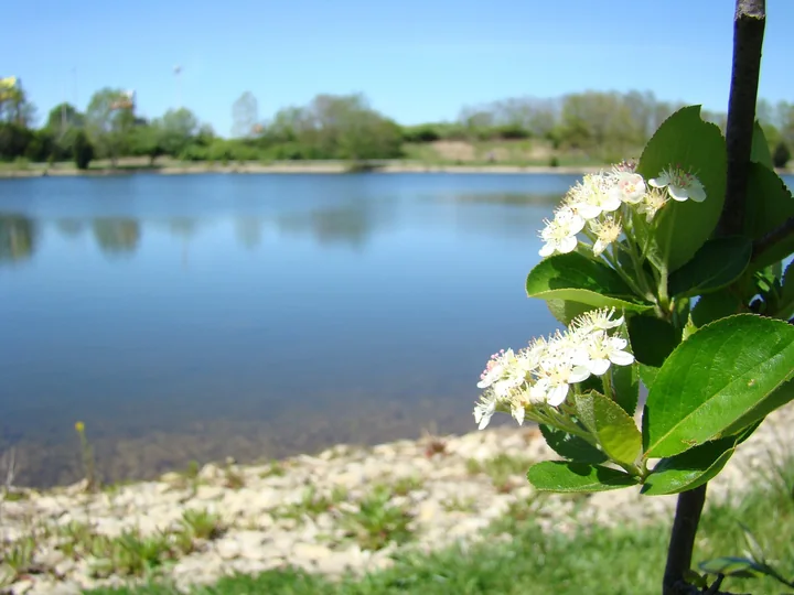 Ramură de aronia cu ciorchini de flori albe, pe malul unui lac, sub un cer senin