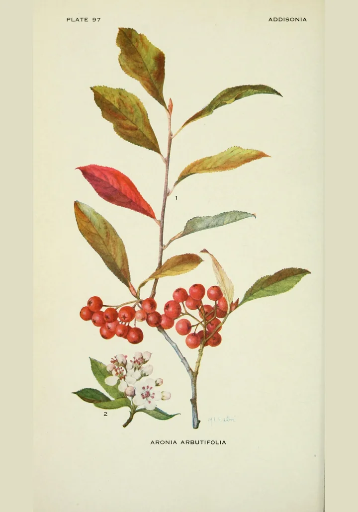 Planșă botanică veche, colorată, cu aronia roșie: o ramură cu frunze care toamna devin roșii, un ciorchine de fructe roșii și flori albe