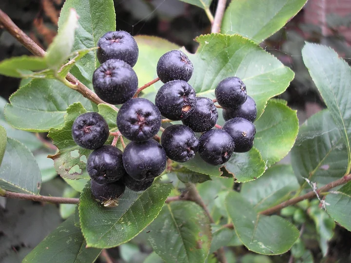 Fructe negre-albăstrii de aronia, adunate în ciorchine, între frunze verzi cu marginea fin dințată