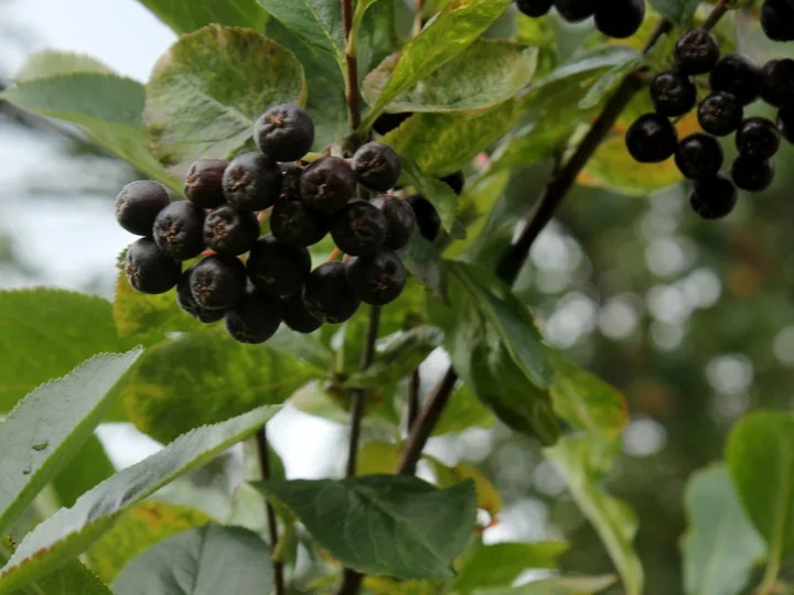Ciorchini de fructe negre, mate, de aronia, printre frunze verzi