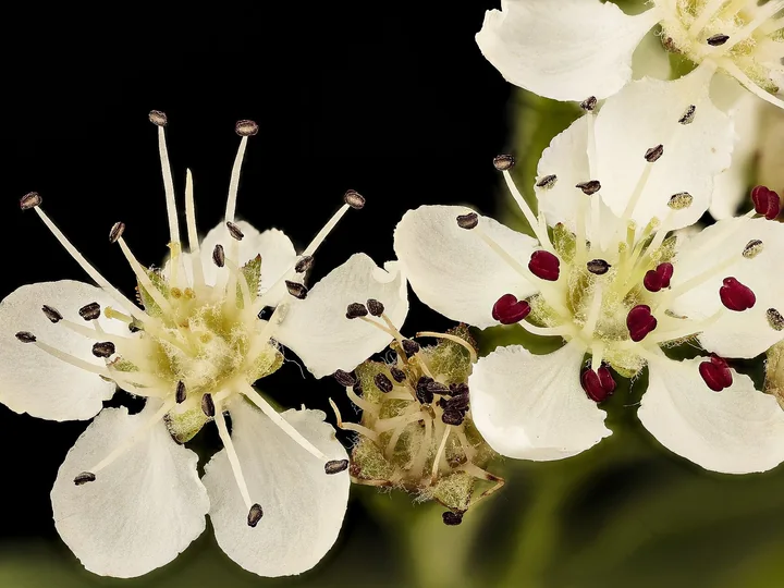 Flori de aronia văzute de aproape, cu cinci petale albe și stamine cu antere roșii-închis, pe fond negru