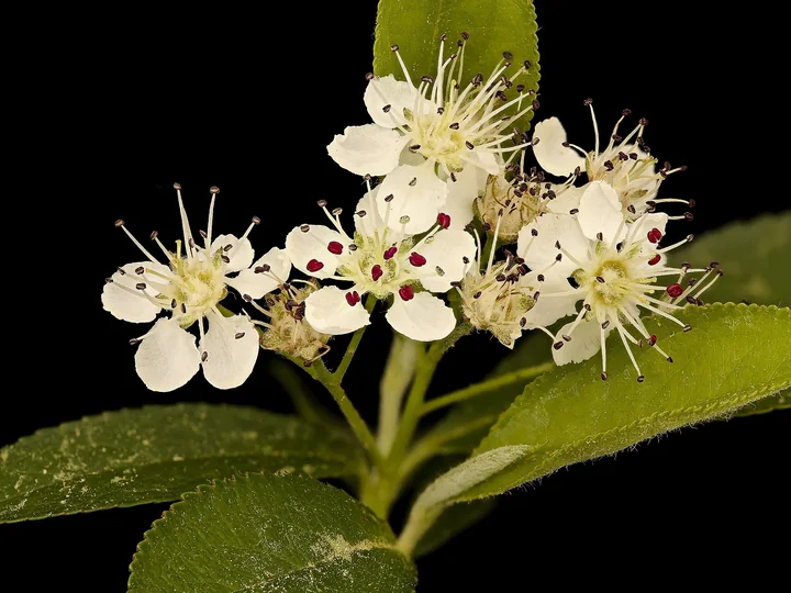Inflorescență de aronia, cu mai multe flori albe cu stamine lungi, deasupra unor frunze verzi cu fața de dedesubt mai pală