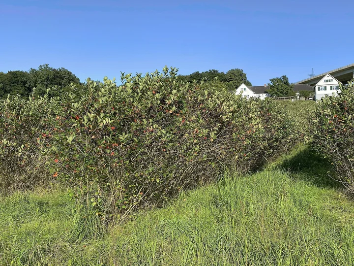 Plantație de aronia, cu tufe dese, crescute în rânduri, pe un câmp cu iarbă