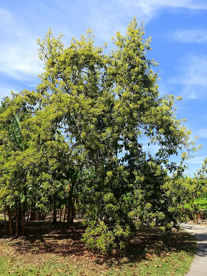 Pom mare de avocado acoperit de flori galben-verzui, într-un parc, pe cer albastru