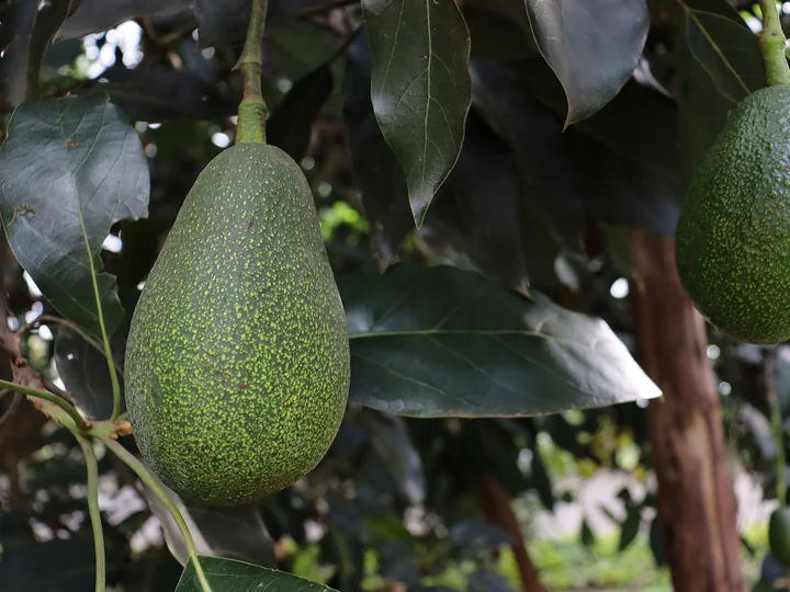 Fruct mare de avocado, în formă de pară, atârnat de o codiță printre frunze verzi, lucioase