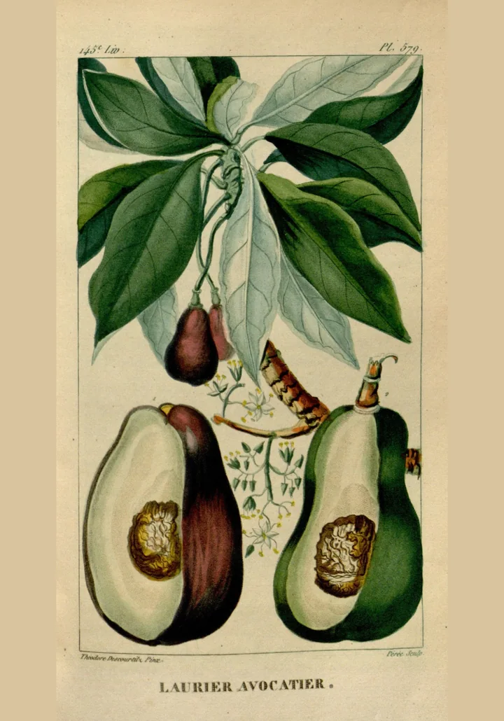 Planșă botanică veche, colorată, cu o ramură de avocado cu frunze, flori mici și fructe, dintre care două tăiate în jumătate, cu sâmburele la vedere