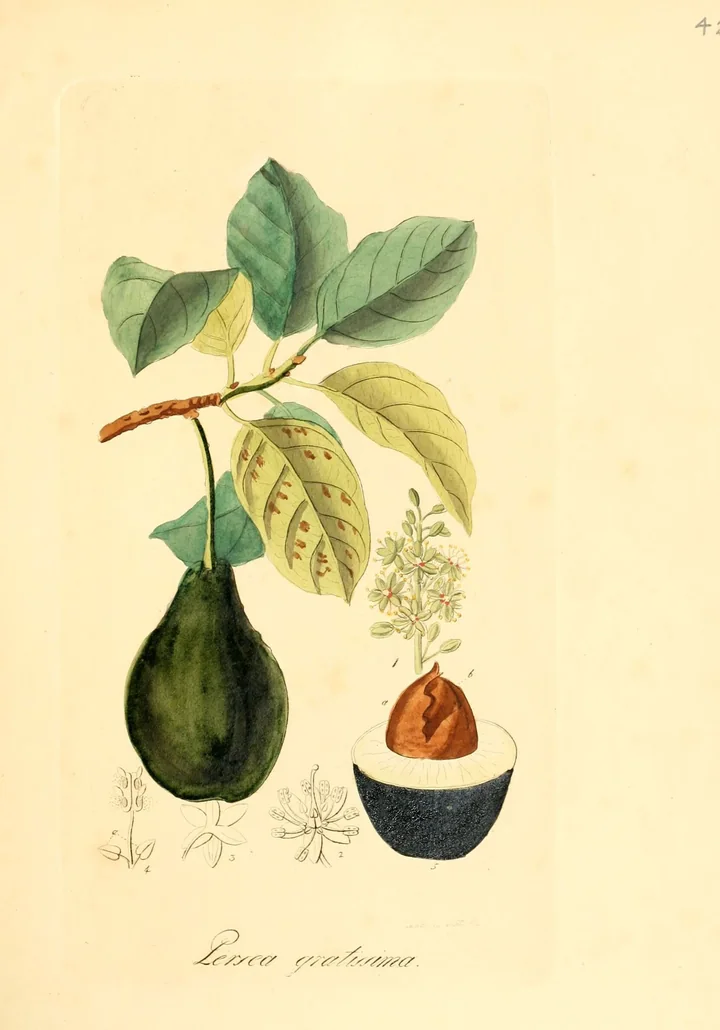 Planșă botanică veche, colorată, cu o ramură de avocado cu frunze, un fruct verde-închis, flori mici și un fruct tăiat, cu sâmburele maro