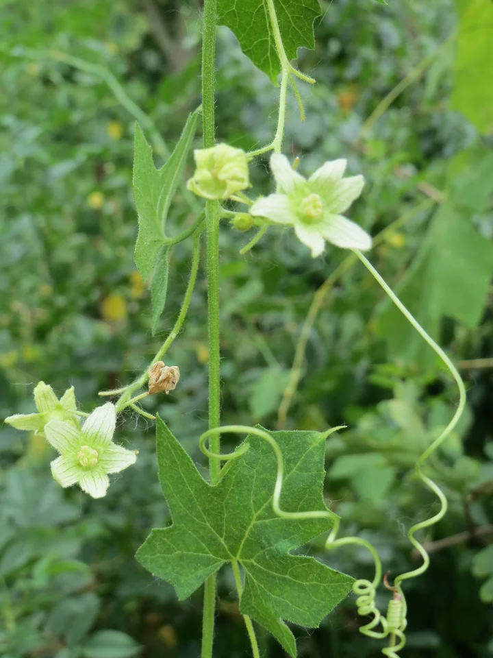 Bryonia dioica: frunză lobată, cârcei răsuciți și flori albe-verzui, cu vine verzi
