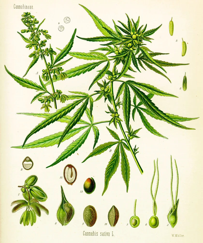 Planșă botanică veche, colorată, cu cânepă: plantă cu flori bărbătești și femeiești, frunze cu foliole înguste, fructe și semințe care încolțesc