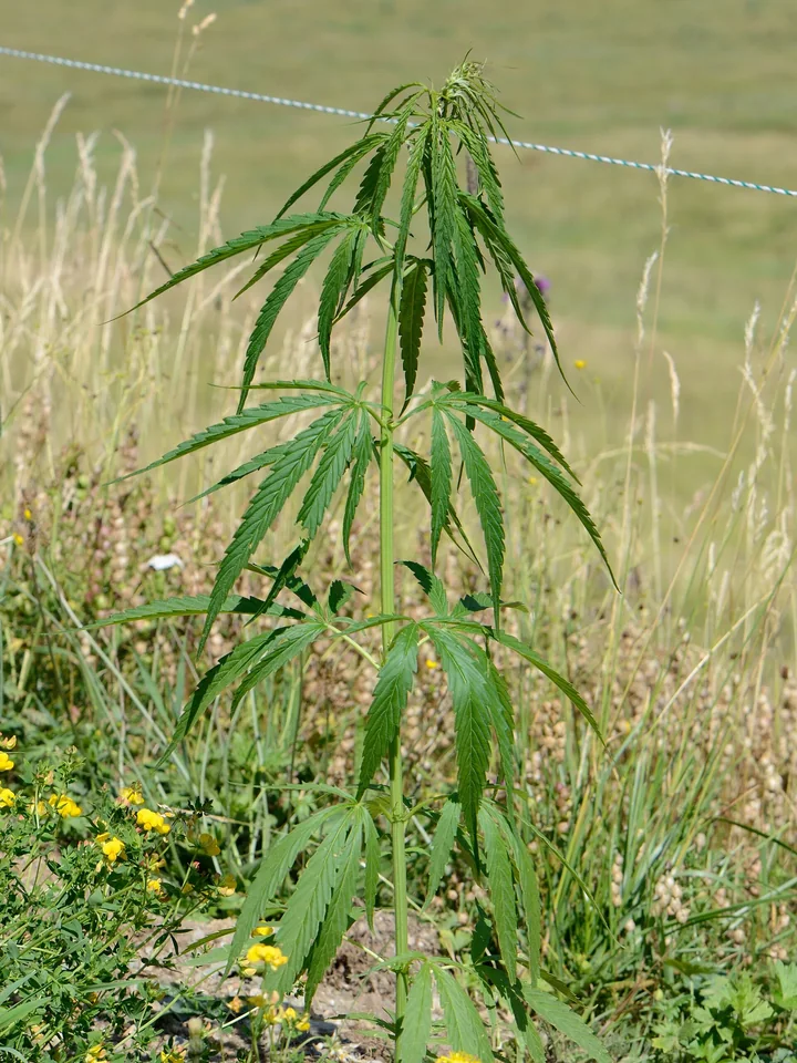Plantă înaltă de cânepă, cu frunze din foliole înguste, lângă un gard de sârmă, pe o pajiște cu flori galbene