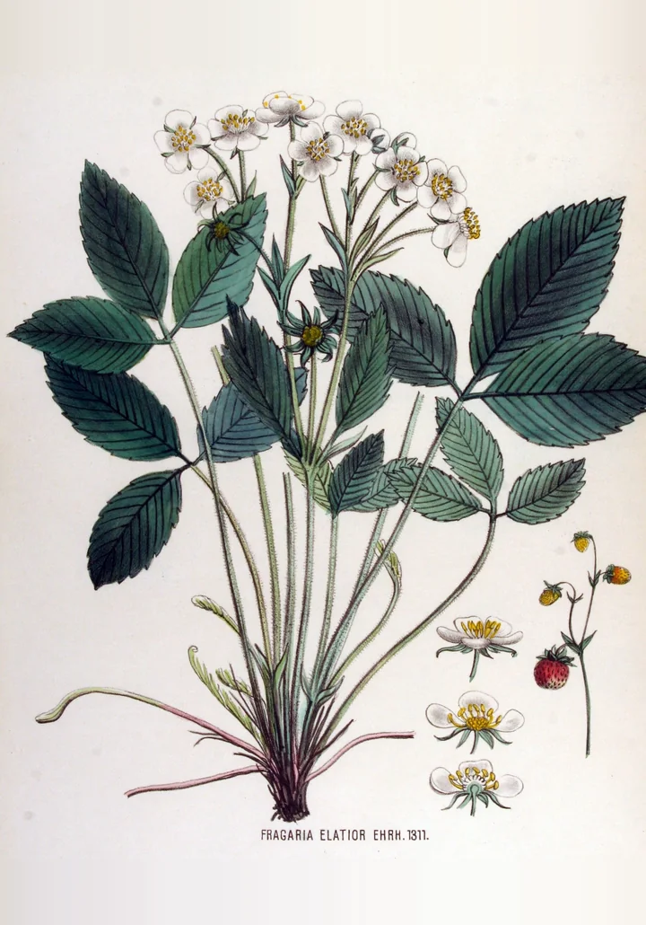 Planșă botanică veche, colorată, cu o plantă înaltă de Fragaria elatior: frunze verzi-albăstrui, un buchet de flori albe, stoloni și fructe mici desenate separat