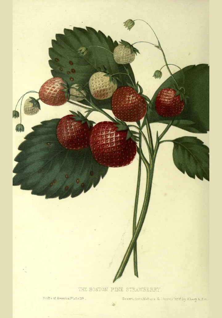 Planșă veche, colorată, cu o tulpină de căpșun cu frunze verzi pătate cu brun, fructe roșii și albicioase și muguri, cu titlul The Boston Pine Strawberry