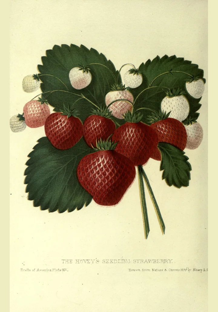 Planșă veche, colorată, cu un buchet de căpșuni roșii și albicioase pe frunze verzi, cu titlul The Hovey’s Seedling Strawberry