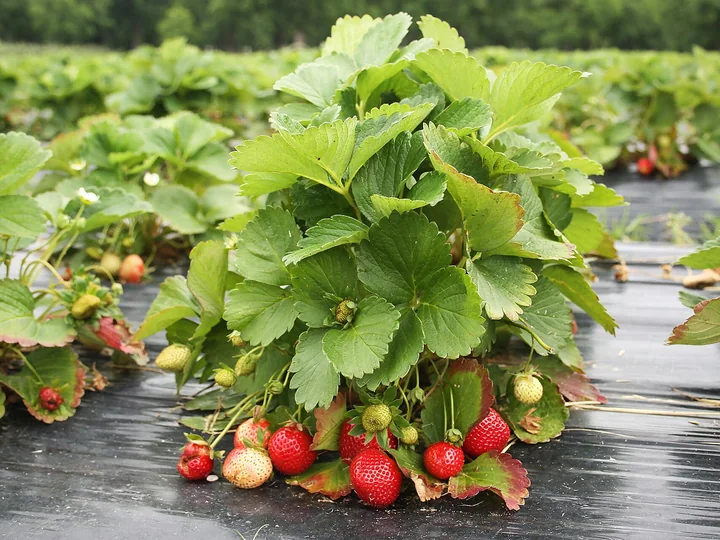 Tufă de căpșun cu frunze trifoliate verzi și fructe roșii și albicioase aproape de sol, pe folie neagră, între rânduri de plante