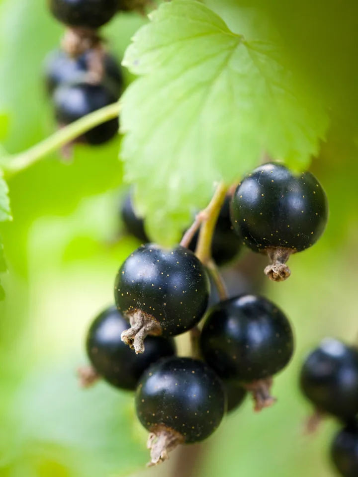 Boabe negre, lucioase, de coacăz negru, lângă o frunză verde