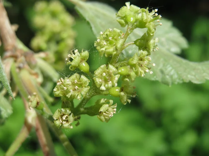 Ciorchine de flori mici, verzui-gălbui, de coacăz roșu, lângă o frunză verde
