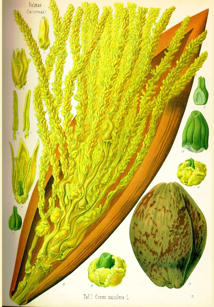 Planșă botanică veche, colorată, cu inflorescența de cocos în bractee, flori mascule și femele desenate separat și fructul