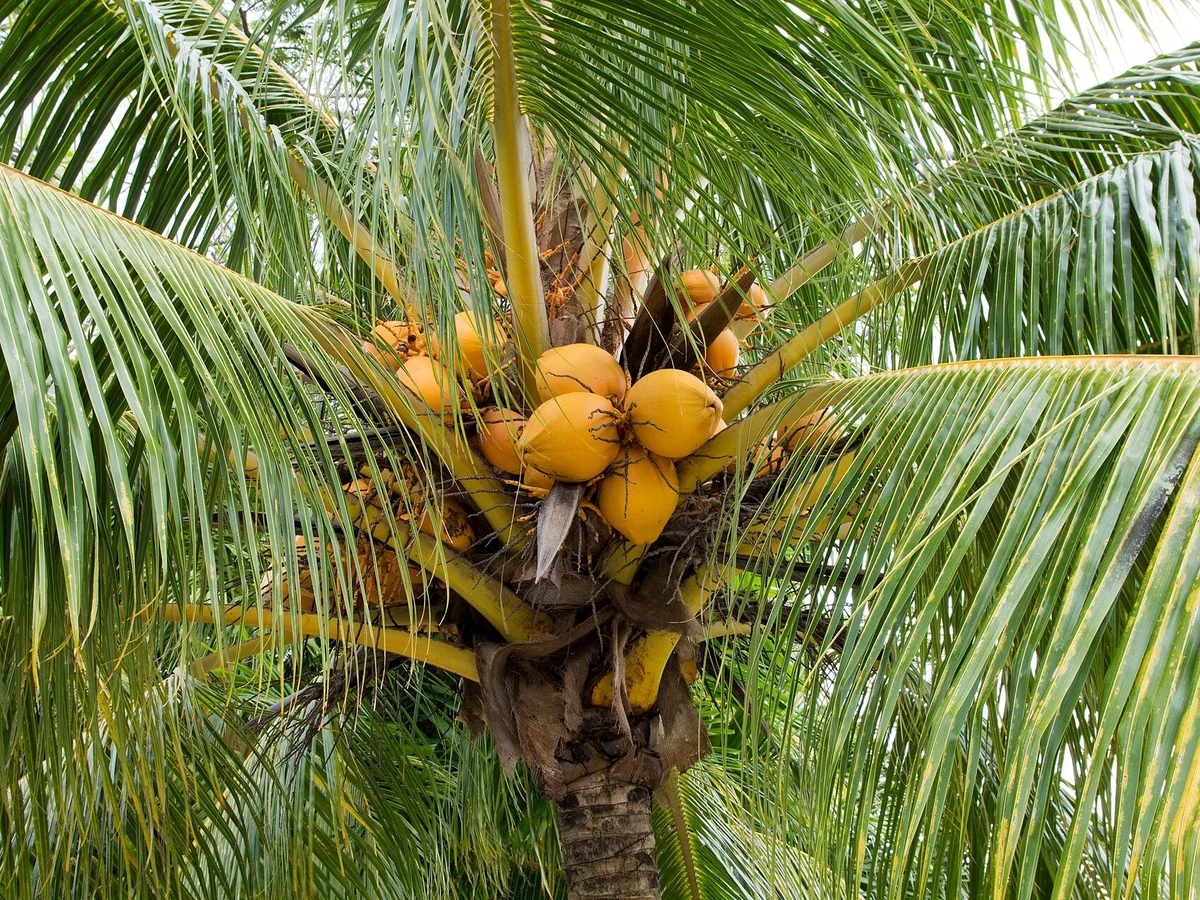 Palmier de cocos cu un mănunchi de fructe galbene-portocalii în coroană, între frunze verzi și penate