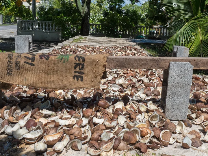 Jumătăți de nucă de cocos puse la uscat în soare pe o platformă lângă o alee, pentru copră