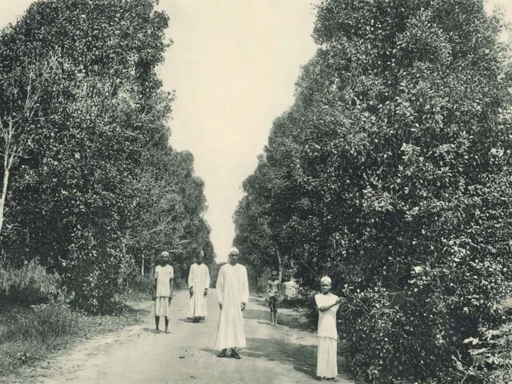 Fotografie veche, alb-negru, cu o alee între arbori de cuișoare înalți, în Zanzibar, cu câțiva oameni pe drum