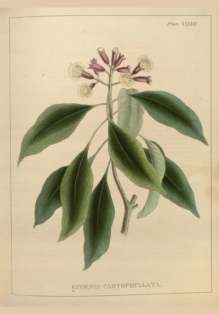 Planșă botanică veche, colorată, cu o ramură de Eugenia caryophyllata, cu frunze mari, lucioase, și muguri și flori mici în vârf