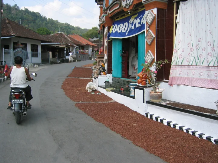 Cuișoare întinse la uscat pe marginea unui drum asfaltat dintr-un sat din Bali, cu un motociclist și case în fundal