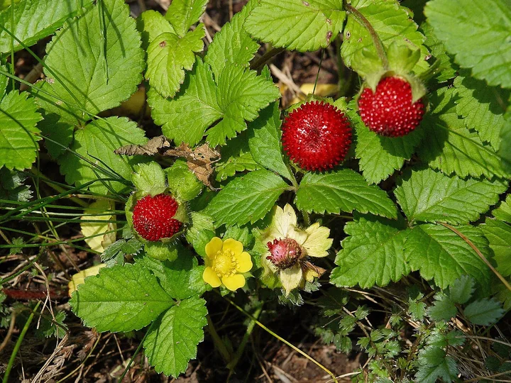 Duchesnea indica, cu o floare galbenă și trei fructe roșii cu boabe la suprafață, între frunze dințate