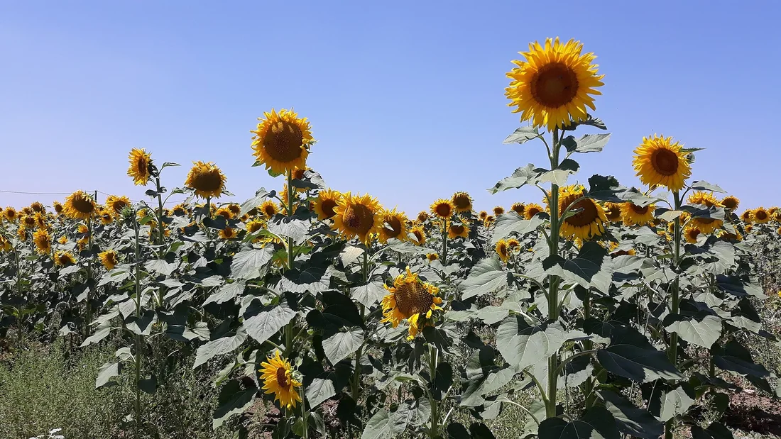 Lan de floarea-soarelui în floare, cu plante înalte, cu frunze late și capitule galbene, sub un cer albastru