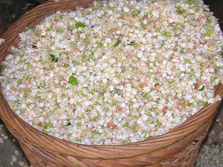 Un coș plin cu flori de iasomie, albe, cu muguri roz și cu caliciu verde