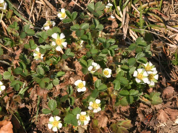 Mai multe plante de Potentilla sterilis, cu flori albe cu cinci petale și frunze din trei foliole, printre iarbă uscată