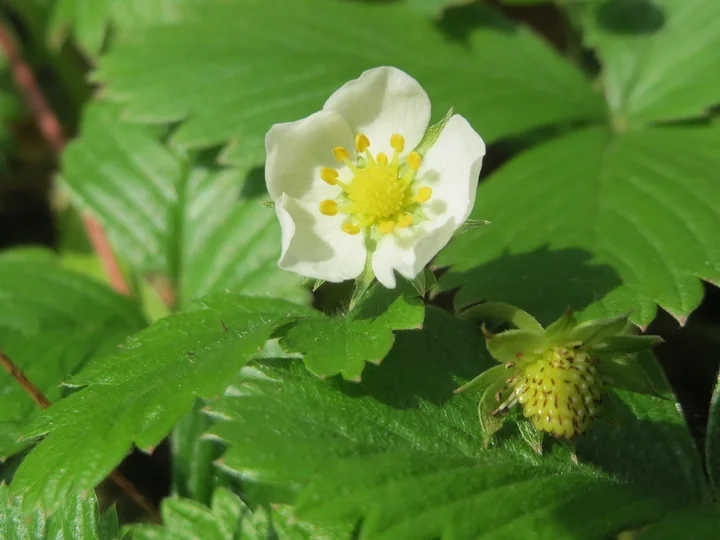 Floare albă de fragi, cu stamine galbene, între frunze verzi dințate, și un fruct necopt, verde, cu sepale răsfrânte