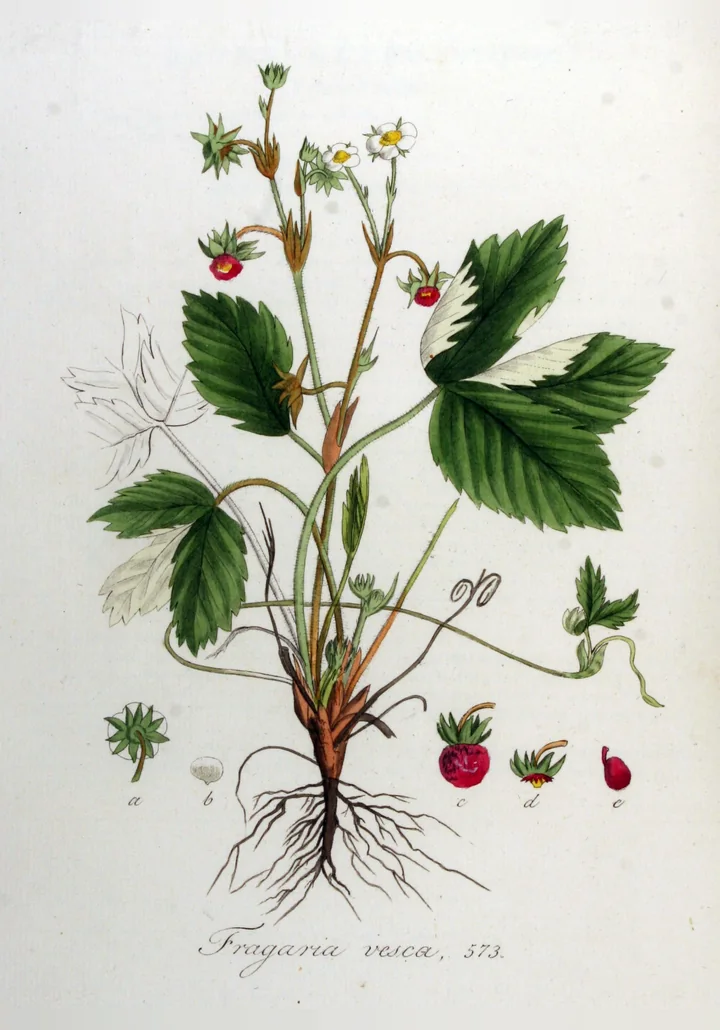 Planșă botanică veche, colorată, cu fragi: tulpini cu flori albe și fructe roșii, frunze din trei foliole, rădăcini și fructul desenat separat