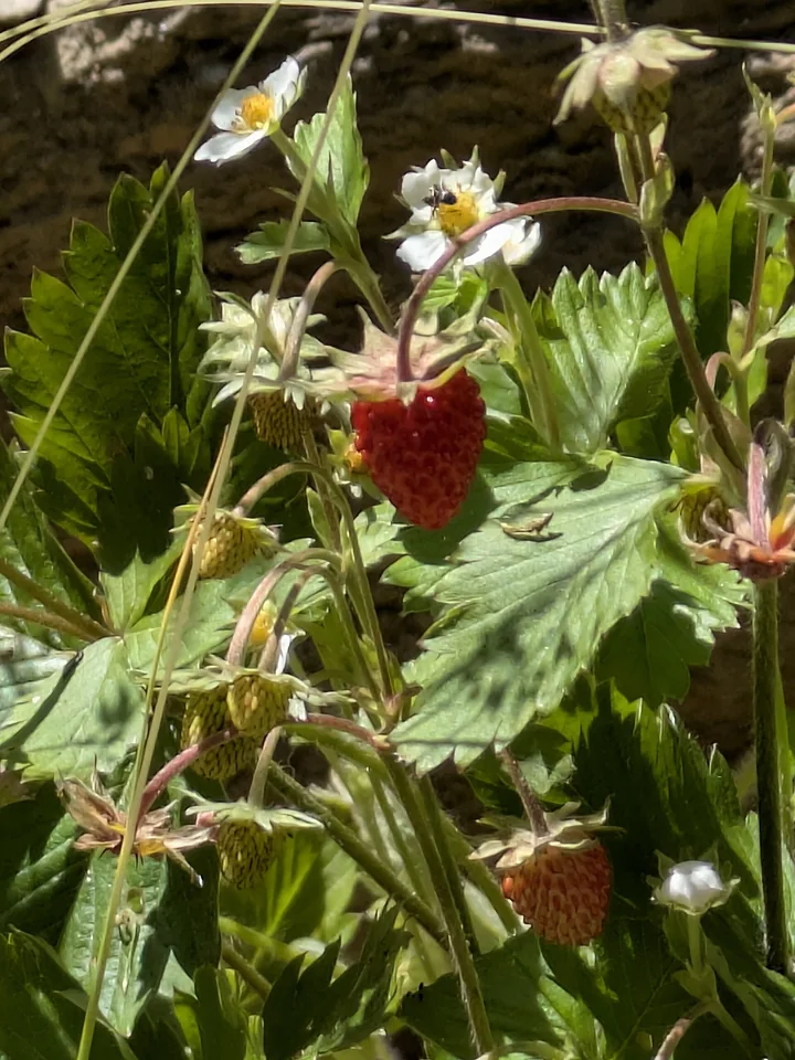 Fragi la marginea unui drum, cu flori albe, fructe verzi necoapte și un fruct roșu copt, între frunze dințate