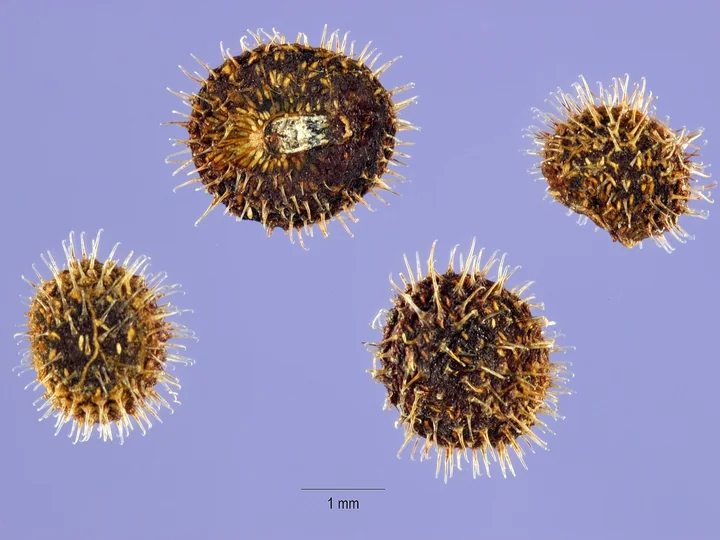Patru fructe uscate de lipicioasă, rotunde, acoperite cu perișori cârligați, lângă o riglă de 1 mm