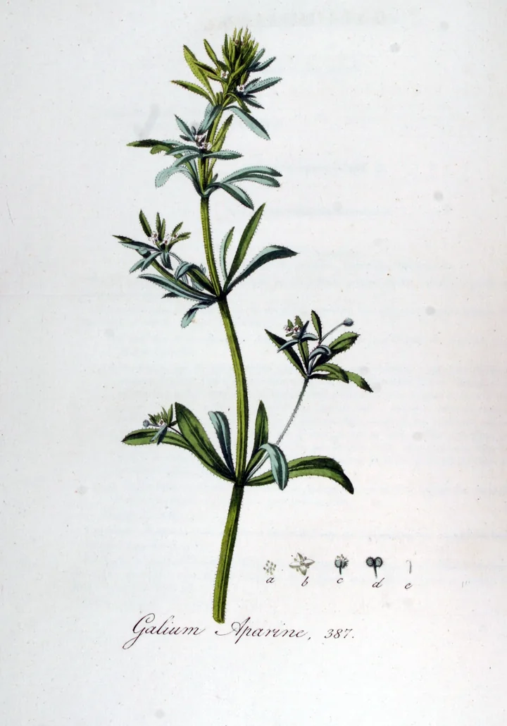 Planșă botanică veche, pictată, cu o tulpină de lipicioasă cu frunze în cerc și flori mici, cu detaliile florii și fructului desenate dedesubt