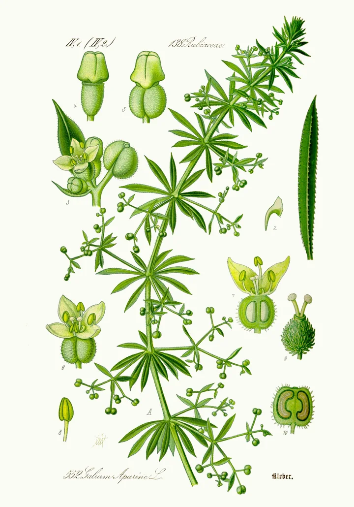 Planșă botanică veche, colorată, cu lipicioasă: o tulpină cu frunze în cerc și fructe verzi, plus flori, fructe cu perișori și secțiuni desenate separat