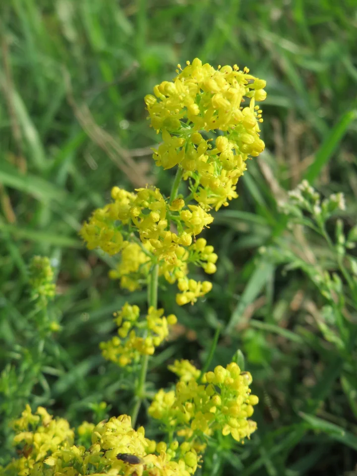 Inflorescență deasă, galbenă, de sânziană (Galium verum), între fire de iarbă