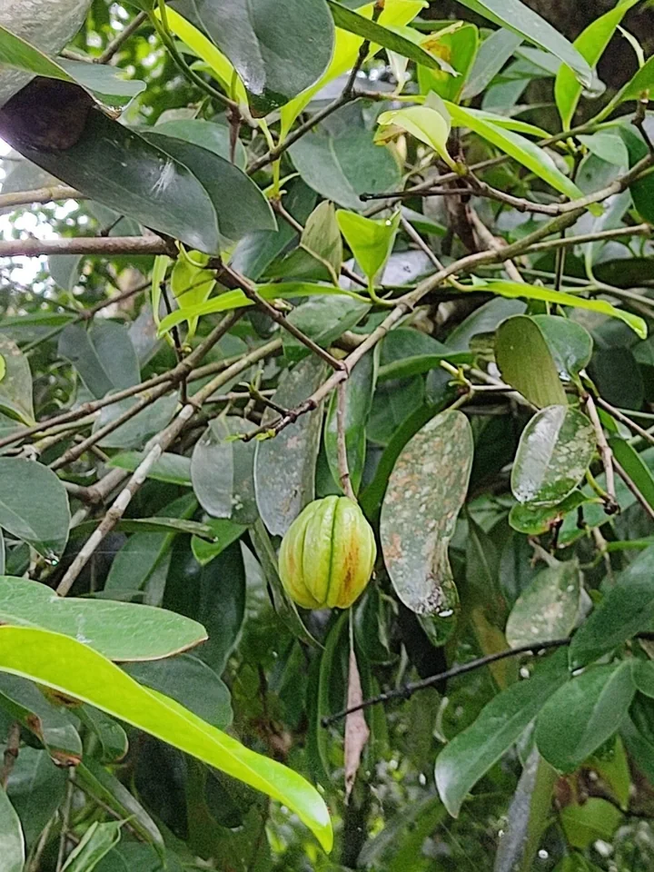 Fruct tânăr de garcinia, verde, cu creste pe lungime, atârnat între frunzele lucioase ale unei ramuri