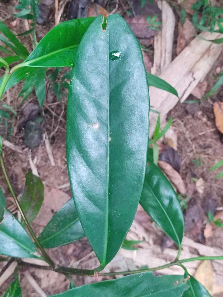 Frunză lucioasă, verde-închis, a unui arbore de garcinia, cu nervura mediană bine marcată, văzută de sus