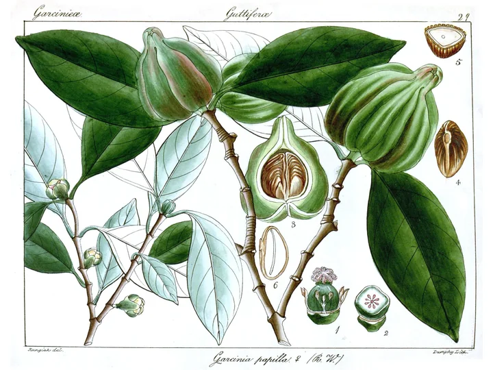 Planșă botanică veche, colorată, cu ramuri de garcinia, fructe verzi cu creste, o secțiune prin fruct și semințele, desenate separat